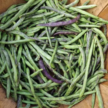 Haricot nain filet Triomphe de Farcy