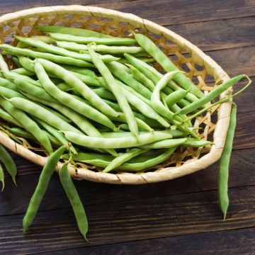 Fagiolini o Fagioli mangiatutto Neckarkönigin BIO