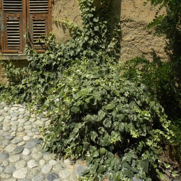 Edera algerina variegata o Hedera algeriensis 'Gloire de Marengo'