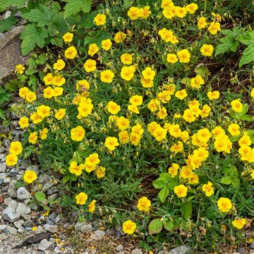 Helianthemum X Ben Fhada o Eliantemo giallo