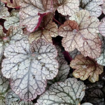 Heuchera o Campana di corallo SILVER SCROLLS ®