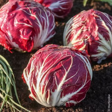 Cicoria a foglie Palla Rossa
