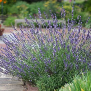 Lavanda Intermedia Phenomenal