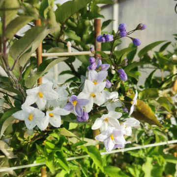 Solanum jasminoides o Gelsomino di notte
