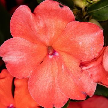 Impatiens de Nouvelle Guinée PARADISE ® Malita Impatiens de Nouvelle Guinée PARADISE ® Malita