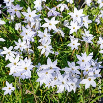 Ipheion uniflorum Wisley Blue, Stella di primavera