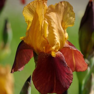 Iris germanica Gai Luron Iris germanica Gai Luron