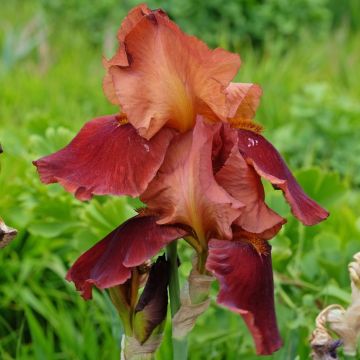 Iris a grandi fiori Natchez Trace