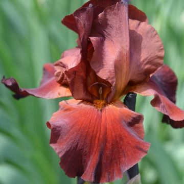 Iris a grandi fiori Spartan