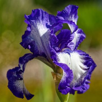 Iris a grandi fiori Stepping Out