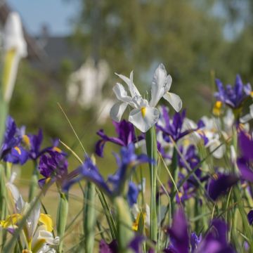 Iris Hollandica di Bretagna