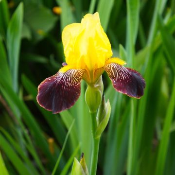 Iris di Rocciato Nibelungen Iris di Rocciato Nibelungen