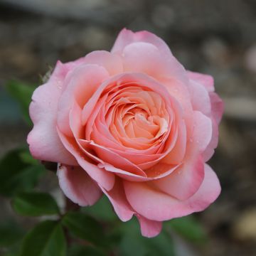 Rosa JEAN DE LA FONTAINE ® Meiffable