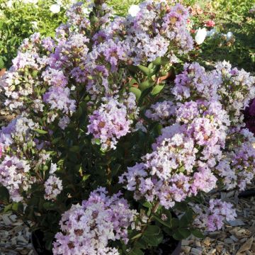 Lagerstroemia indica With Love ® Babe