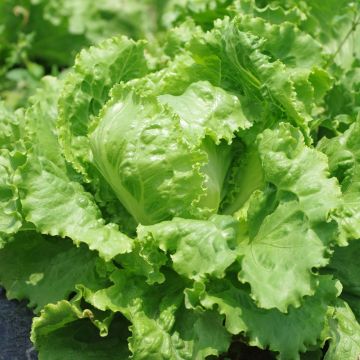 Lattuga Batavia tipo Iceberg Eduardo BIO