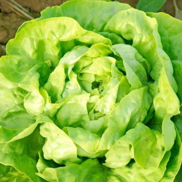 Laitue pommée May Queen BIO