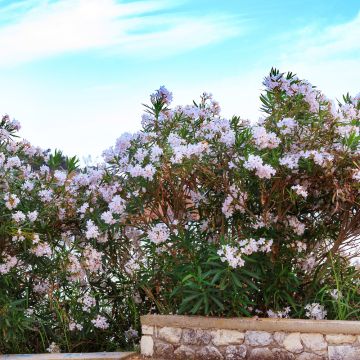 Laurier-rose ou Nerium oleander Harriet Newding
