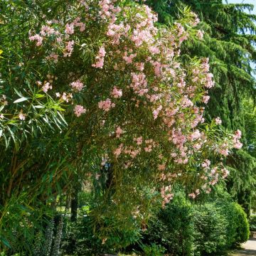 Laurier-rose ou Nerium oleander Tito Poggi Laurier-rose ou Nerium oleander Tito Poggi