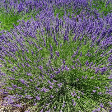 Lavanda Grosso