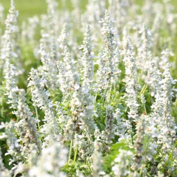Lavanda vera o Lavandula angustifolia Ellagance Snow