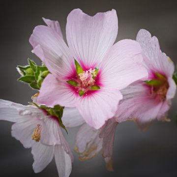 Lavatera Barnsley Baby