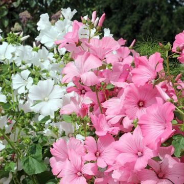 Lavatera a grandi fiori in mix Lavatera a grandi fiori in mix