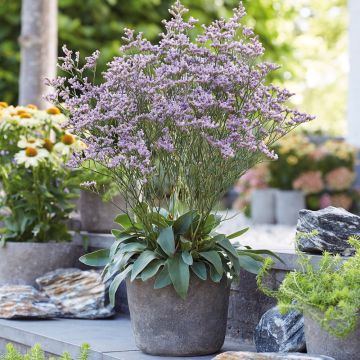 Limonium DAZZLE ROCKS