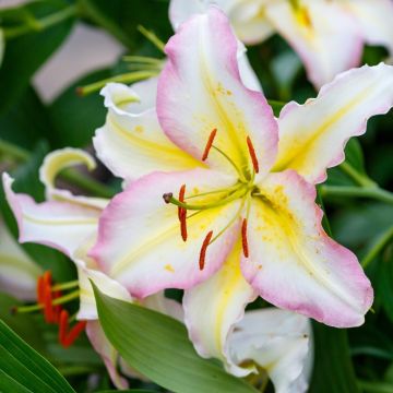 Giglio orientale Bergame