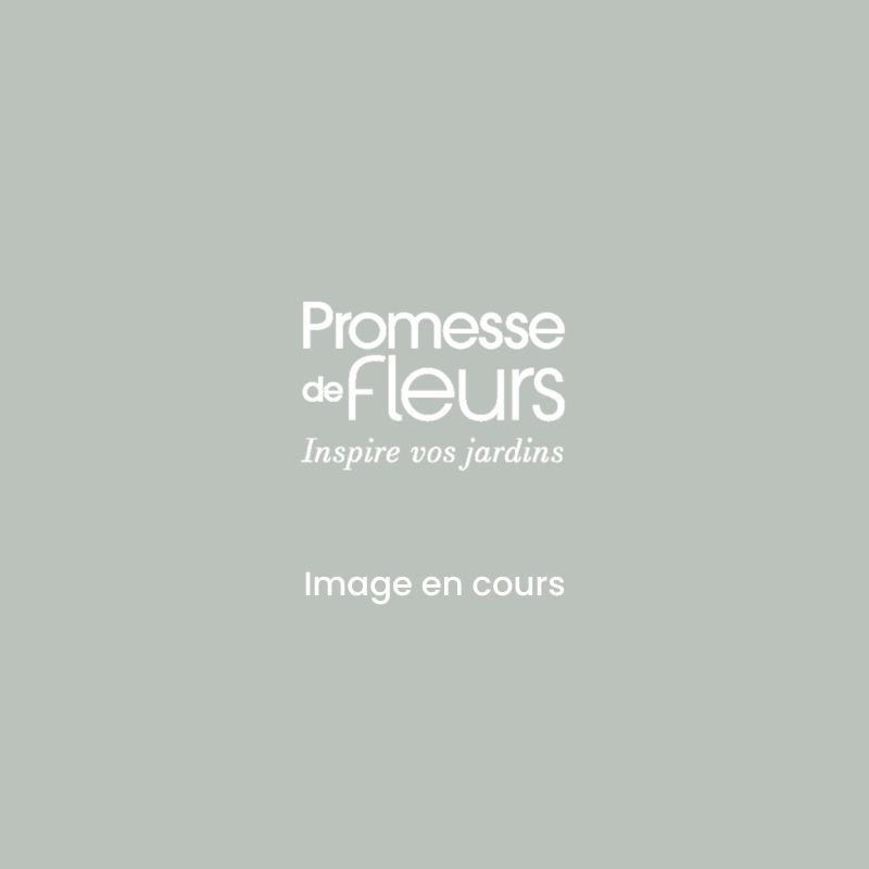 Lis ou Lys oriental Sweet Rosy