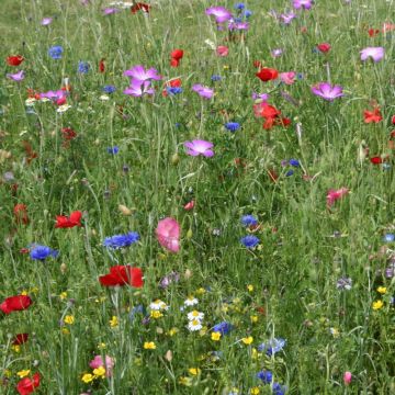 Prato Giapponese in miscuglio Prato Giapponese in miscuglio