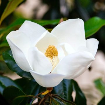 Magnolia sempreverde a grandi fiori Magnolia sempreverde a grandi fiori