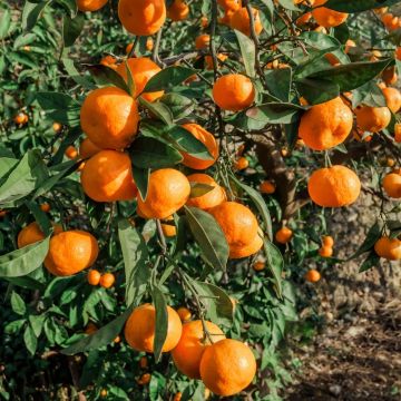 Mandarino o Citrus deliciosa o C. reticulata