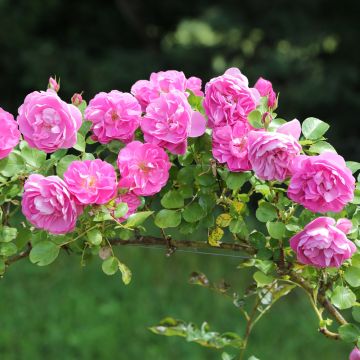 Rosa rampicante ALLEGRO ® II Meileodevin