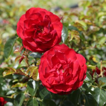Rosa Scarlet BONICA ® Meiscarlebo MR