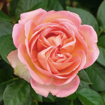 Rosa ad alberello AUGUSTE ESCOFFIER ® Meizasmyne - 120/150 cm Fiori Raggruppati Rosa ad alberello AUGUSTE ESCOFFIER ® Meizasmyne - 120/150 cm Fiori Raggruppati