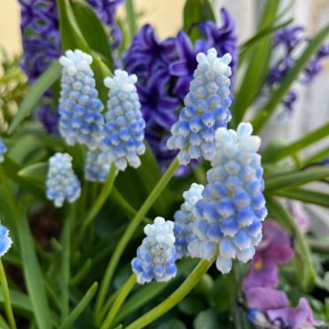 Muscari armeniacum Peppermint