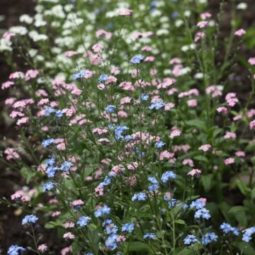 Myosotis delle Alpi in mix - Non ti scordar di me