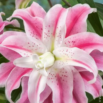 Giglio orientale double exotic