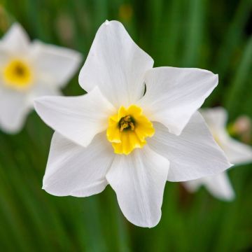 Narcisse Lieke Narcisse Lieke