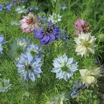 Nigella Damascena La bustina