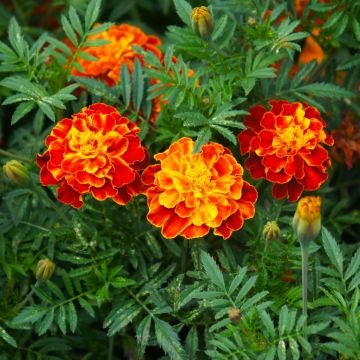 Oeillet d'Inde Carmen