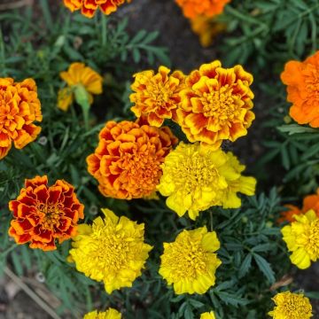 Garofano d'India doppio nano in mix