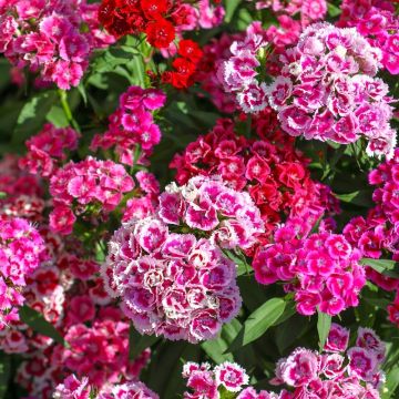 Garofano dei poeti doppi Pationata in mix