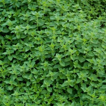 Origano Paula BIO Origano Paula BIO