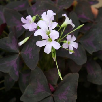 Oxalis triangularis, oxalis viola o trifoglio viola