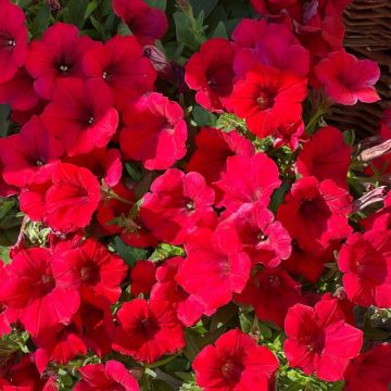 Pétunia SURFINIA ® RED ® Keirekul
