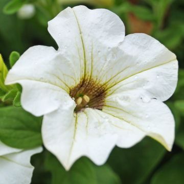 Pétunia SURFINIA ® WHITE ® Késupite Pétunia SURFINIA ® WHITE ® Késupite