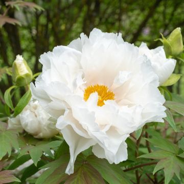 Peonia arbustiva Renkaku