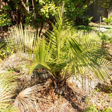 Palmier Jubaea chilensis ou Cocotier du Chili Palmier Jubaea chilensis ou Cocotier du Chili