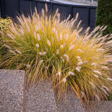 Pennisetum alopecuroides Hameln - Herbe aux écouvillons